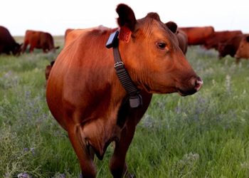 Tesla’s AI Pivot: The End of Model S and X Marks a New Era